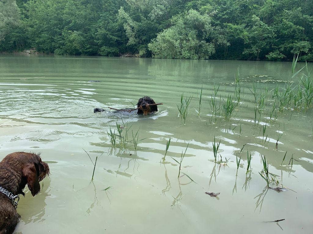 Du Bois De Luzarches - Rapport à l'eau Régalis Rollancourt (62) le 7 AOUT 2021