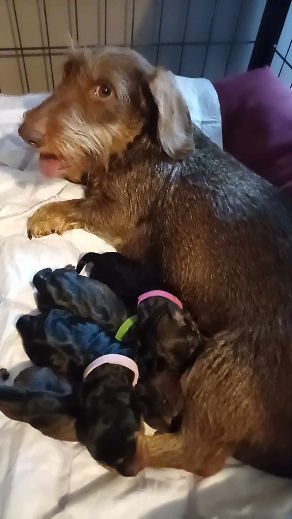 chiot Teckel poil dur Du Bois De Luzarches