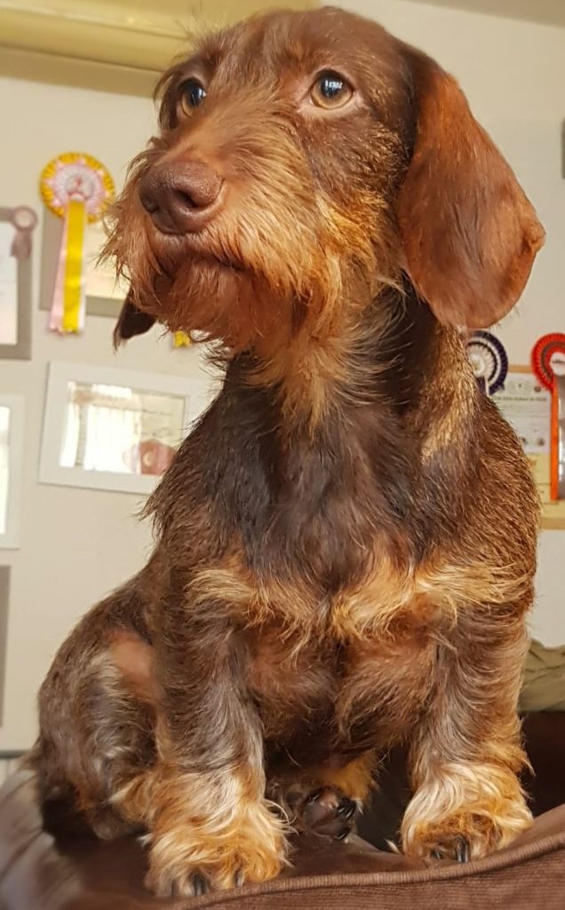 Mi choko bn Du Domaine Des Deux Anges
