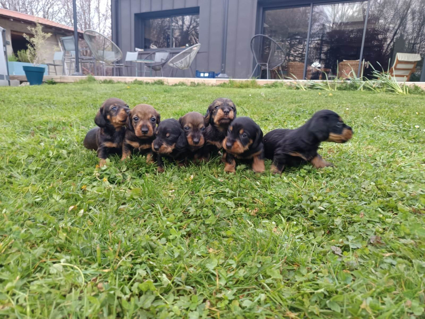 Odaim du dollerbaechlein x Nitro du gué d'augny 2026