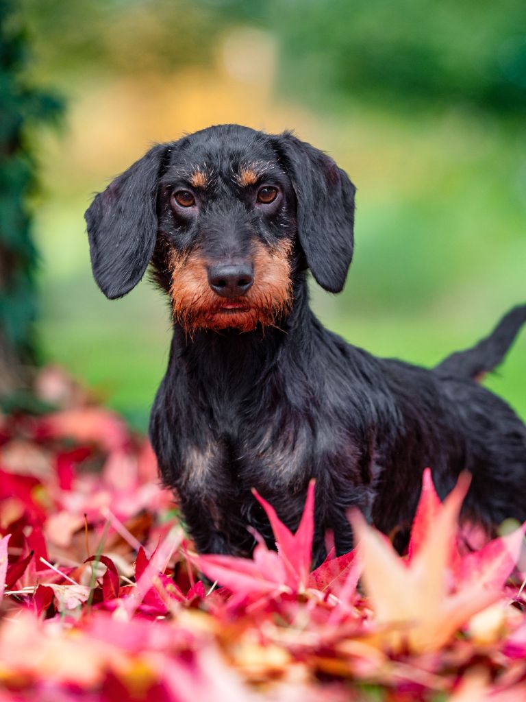 Du Bois De Luzarches - Chateauroux 26 octobre 2025