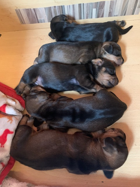 Du Bois De Luzarches - Chiots disponibles - Teckel poil dur