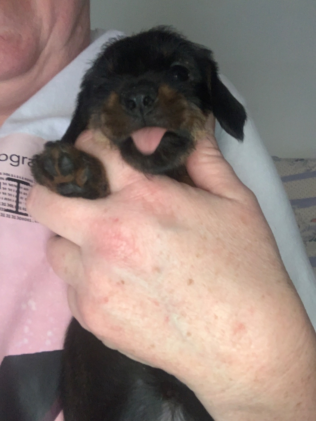 Du Bois De Luzarches - Chiots disponibles - Teckel poil dur